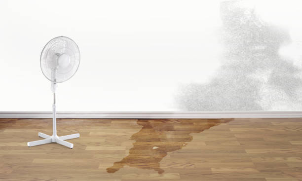 Best Water damage cleanup near me  in Mulberry, FL